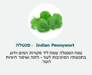 סנטלה (Indian Pennywort) - צמח הסנטלה צומח ליד מקורות המים וידוע בתכונותיו המיטיבות לעור- הזנה ושיפור חיוניות העור. סנטלה (Indian Pennywort) - צמח הסנטלה צומח ליד מקורות המים וידוע בתכונותיו המיטיבות לעור- הזנה ושיפור חיוניות העור.