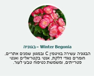 בגוניה (Winter Begonia) - עשירה בוויטמין C ובמגוון שמנים אתריים, חומרים נוגדי דלקת, אנטי בקטרייאלים ואנטי פטרייתים, ומשמשת כטיפוח טבעי לעור. בגוניה (Winter Begonia) - עשירה בוויטמין C ובמגוון שמנים אתריים, חומרים נוגדי דלקת, אנטי בקטרייאלים ואנטי פטרייתים, ומשמשת כטיפוח טבעי לעור.