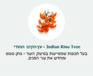 עץ הקינו ההודי (Indian Kino Tree) - בעל תכונות שמסייעות במיצוק העור- נותן טונוס ומחדש את עור הפנים. עץ הקינו ההודי (Indian Kino Tree) - בעל תכונות שמסייעות במיצוק העור- נותן טונוס ומחדש את עור הפנים.