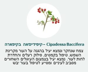 בקיפארה קיפידיסאה (Cipadessa Baccifera) - צמח שנחקר ונמצא יעיל בהגנה על העור מקרינת השמש, טיפול בקמטים, סילוק רעלים והחדרות לחות העור. נמצא יעיל בצמצום העיגולים השחורים מסביב לעיניים ומסייע לטיפול בעור יבש בקיפארה קיפידיסאה (Cipadessa Baccifera) - צמח שנחקר ונמצא יעיל בהגנה על העור מקרינת השמש, טיפול בקמטים, סילוק רעלים והחדרות לחות העור. נמצא יעיל בצמצום העיגולים השחורים מסביב לעיניים ומסייע לטיפול בעור יבש