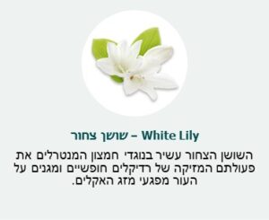 שושן צחור (White Lily) - השושן הצחור עשיר בנוגדי חמצון המנטרלים את פעולתם המזיקה של רדיקלים חופשיים ומגנים על העור מפגעי מזג האקלים. שושן צחור (White Lily) - השושן הצחור עשיר בנוגדי חמצון המנטרלים את פעולתם המזיקה של רדיקלים חופשיים ומגנים על העור מפגעי מזג האקלים.