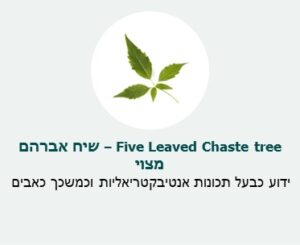 שיח אברהם מצוי (Five Leaved Chaste tree) - ידוע כבעל תכונות אנטיבקטריאליות וכמשכך כאבים. שיח אברהם מצוי (Five Leaved Chaste tree) - ידוע כבעל תכונות אנטיבקטריאליות וכמשכך כאבים.