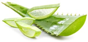  אלוורה (Aloe vera)
