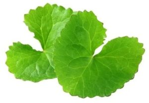 סנטלה אסיאטיקה (Centella Asiatica / CICA / גוטו קולה)