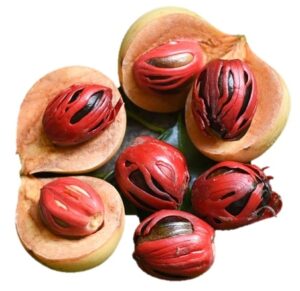 אגוז מוסקט (Nutmeg / Myristica)