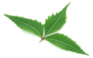 נים / אזדרכת הודית (Neem / Azadirachta indica)