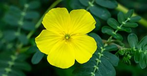 Tribulus
